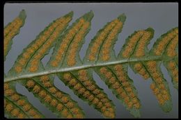 Image de Polypodium californicum Kaulf.