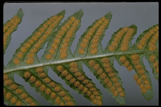 Polypodium californicum Kaulf.的圖片