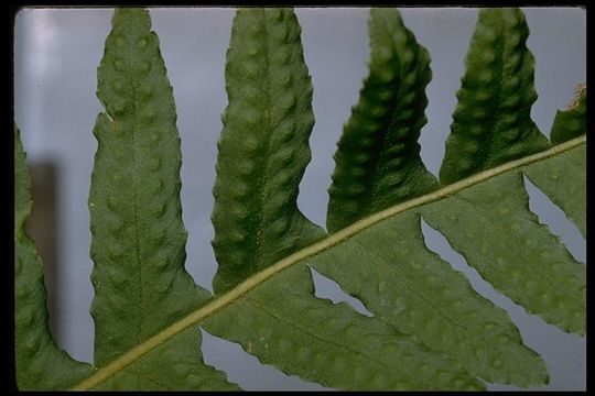 Polypodium californicum Kaulf.的圖片