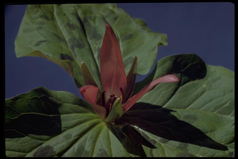 Imagem de Trillium chloropetalum (Torr.) Howell