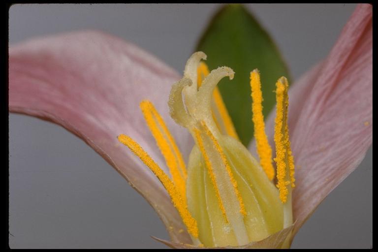 Image of Pacific trillium