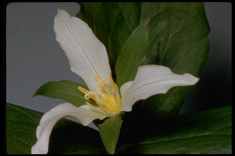 Image of Pacific trillium