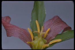 Image of Pacific trillium