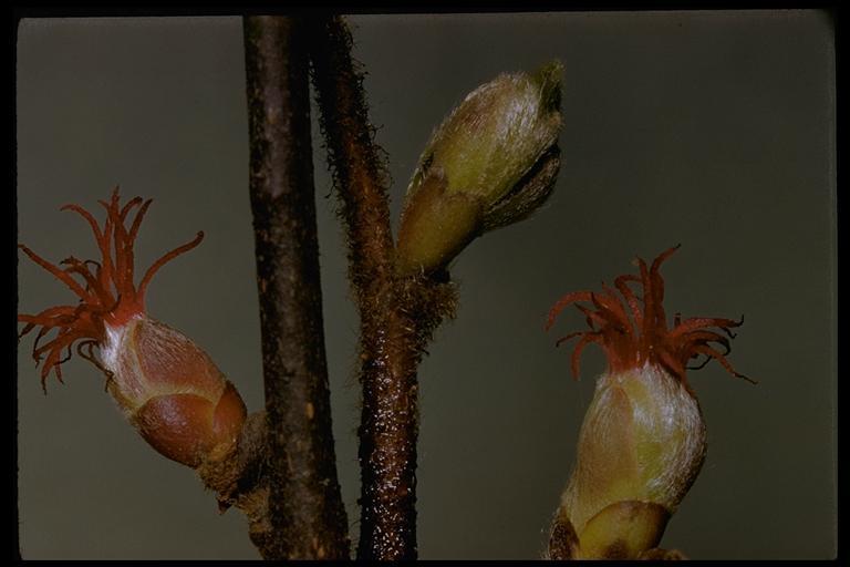 Слика од Corylus cornuta subsp. californica (A. DC.) A. E. Murray