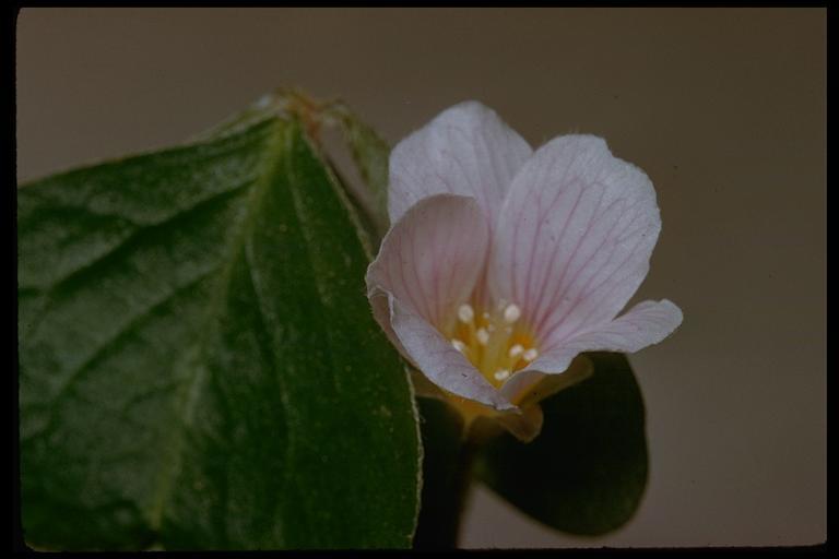 Image of redwood-sorrel