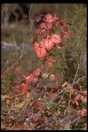 Image of Pacific poison oak