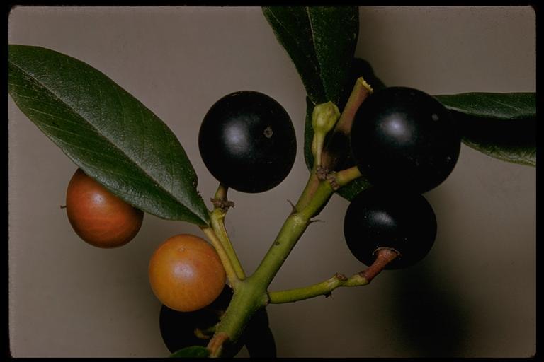 Image de Frangula californica (Eschsch.) A. Gray