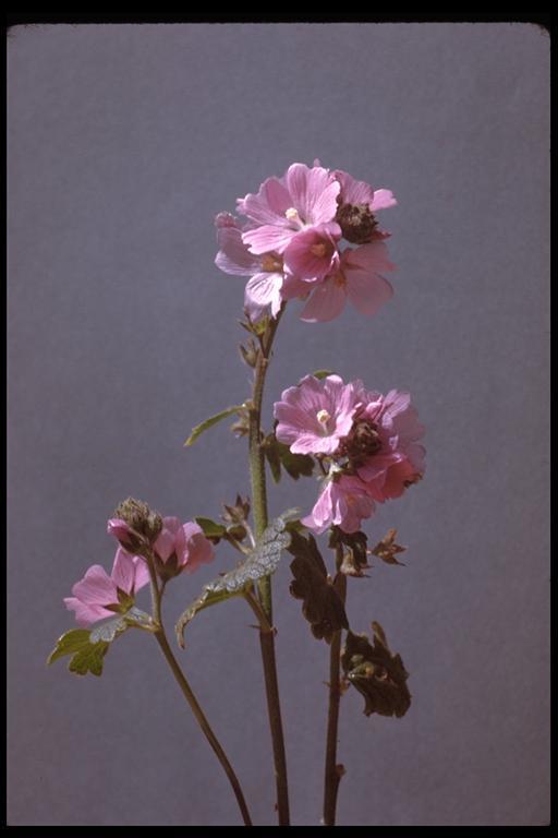 Image of dwarf checkerbloom