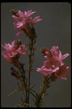 Image of dwarf checkerbloom