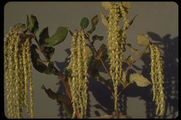 Image de Garrya elliptica Douglas ex Lindl.