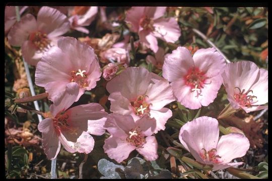 Image of ruby chalice clarkia