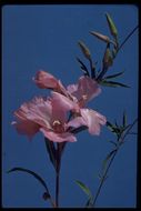 Image de Clarkia amoena (Lehm.) A. Nels. & J. F. Macbr.