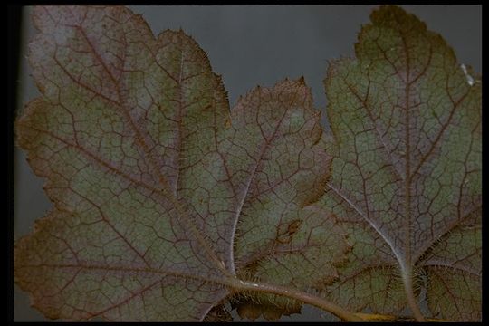 Image of crevice alumroot