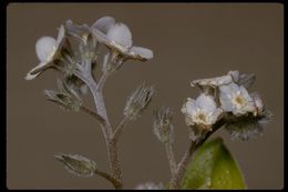 Image of wood forget-me-not