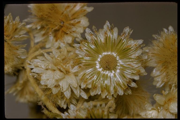 Image of Pearly Everlasting