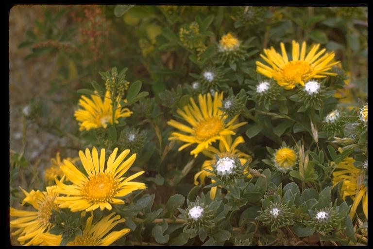 Image of hairy gumweed