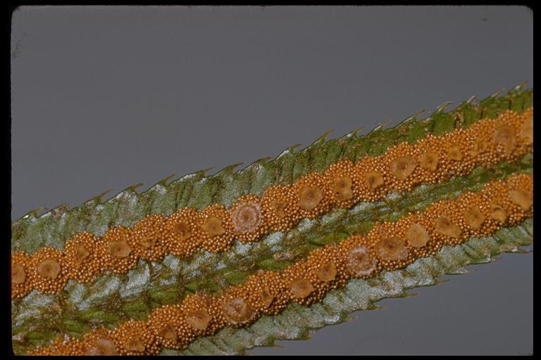 Sivun Polystichum munitum (Kaulf.) C. Presl kuva