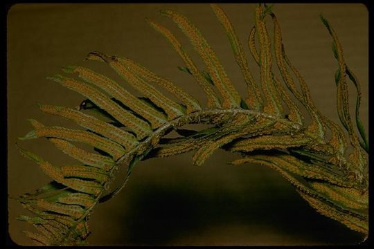 Слика од Polystichum munitum (Kaulf.) C. Presl