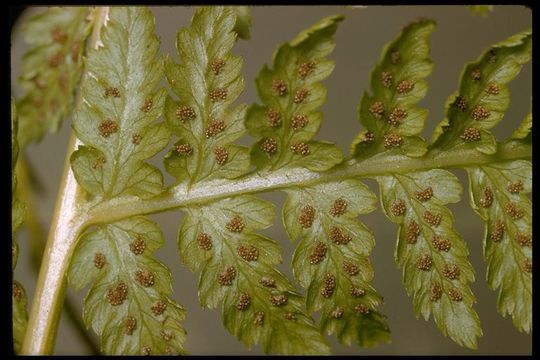 Image of <i>Athyrium filix-femina</i> var. <i>cyclosorum</i>