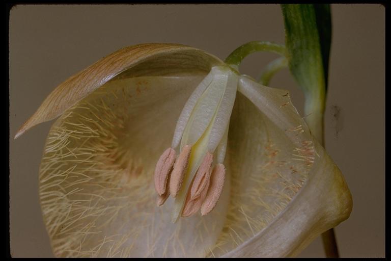 Image of White fairy-lantern