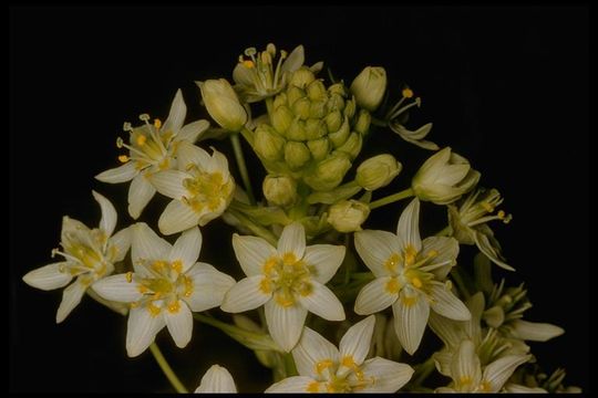 Image of common star lily