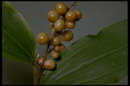 Image of feathery false lily of the valley