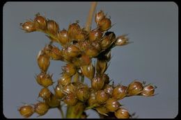 Plancia ëd Juncus patens E. Meyer