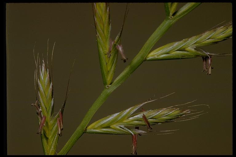 Image of <i>Festuca perennis</i>