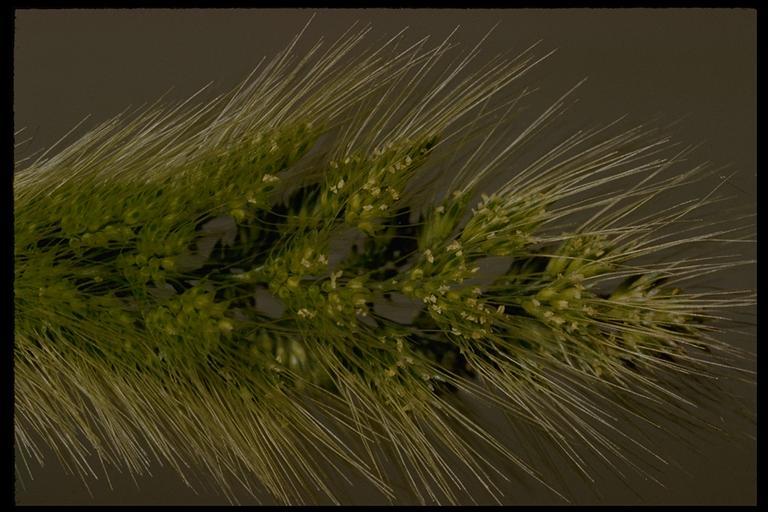 Image of Annual Beard-grass