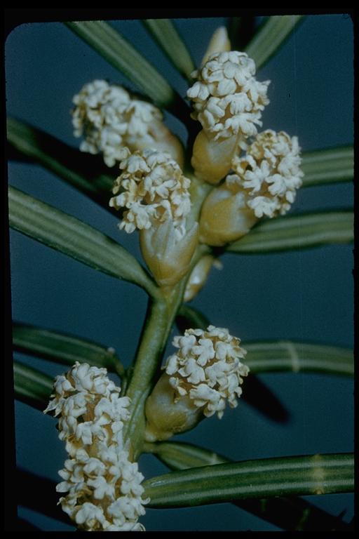 Image of California Nutmeg