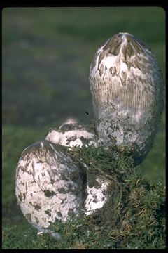 Image of Lawyers' wig