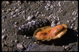 Image of Mossy chiton