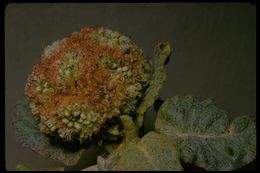 Image of seaside buckwheat