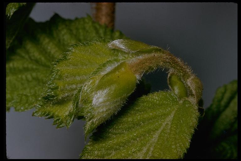 Image of Western Beaked Hazel