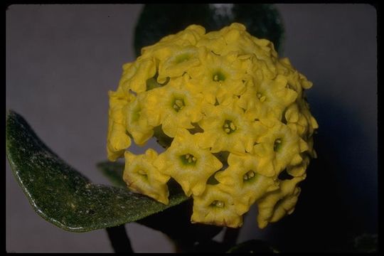 Imagem de Abronia latifolia Eschsch.