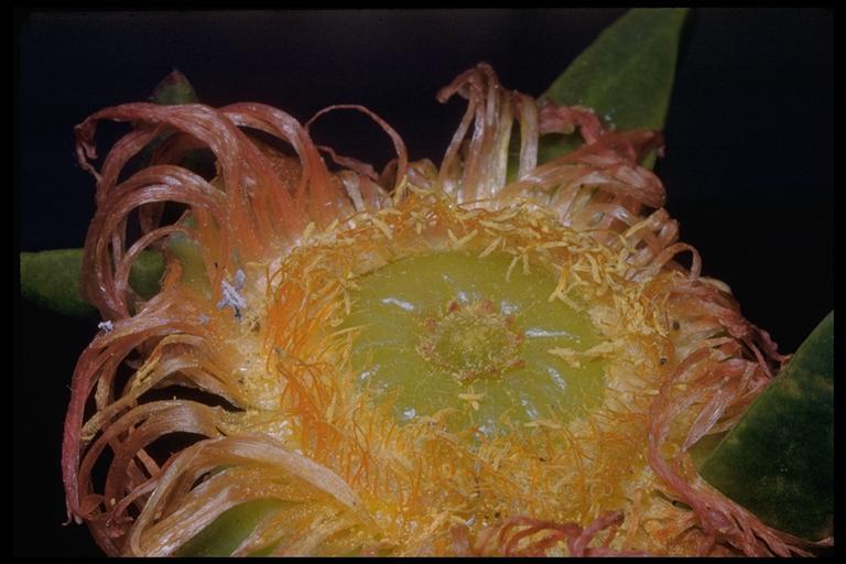 Imagem de Carpobrotus edulis (L.) N. E. Br.