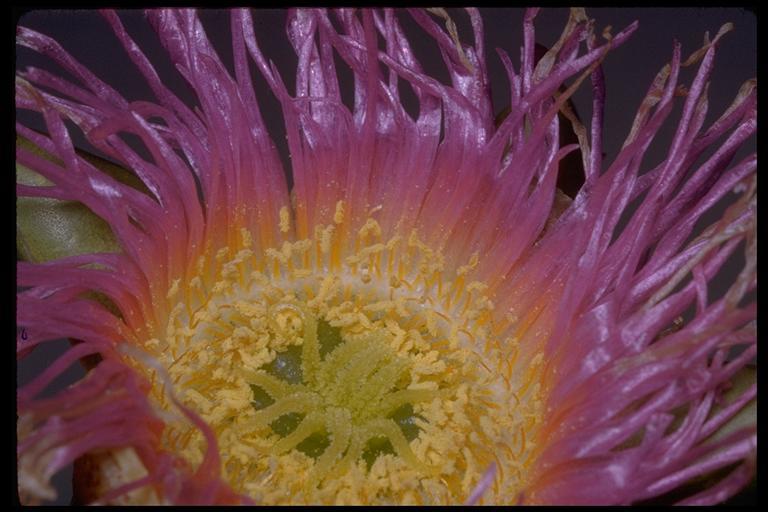 Imagem de Carpobrotus edulis (L.) N. E. Br.