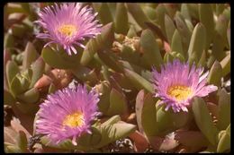 Imagem de Carpobrotus edulis (L.) N. E. Br.