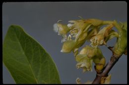 Image de Oemleria cerasiformis (W. L Hooker & Arnott) Landon