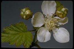 Image de Rubus ursinus Cham. & Schltdl.