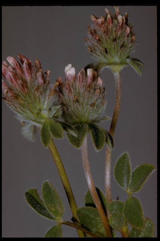 Image of Chilean clover