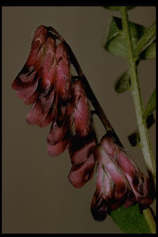 Image of reddish tufted vetch