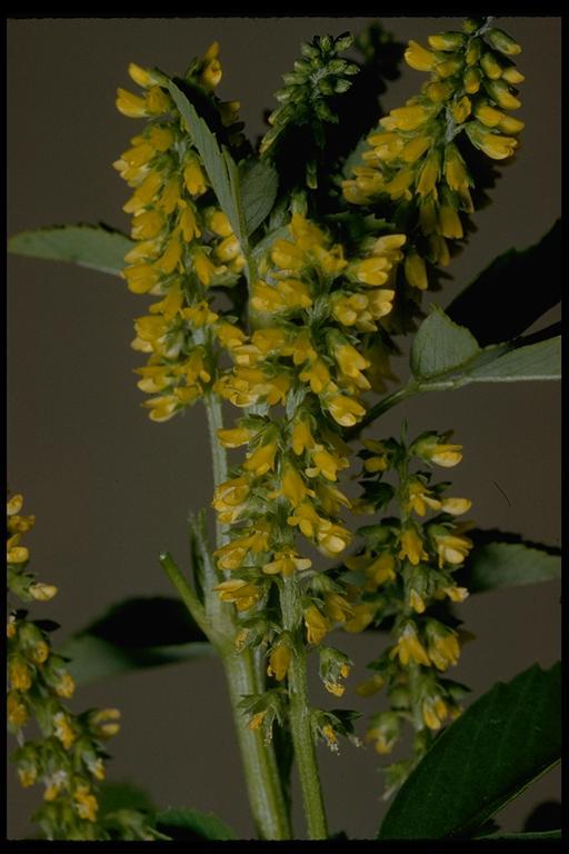 Image of annual yellow sweetclover