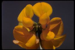 Слика од Lotus corniculatus L.