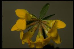 Слика од Lotus corniculatus L.