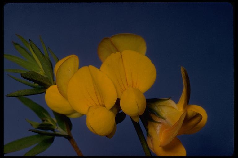 Слика од Lotus corniculatus L.