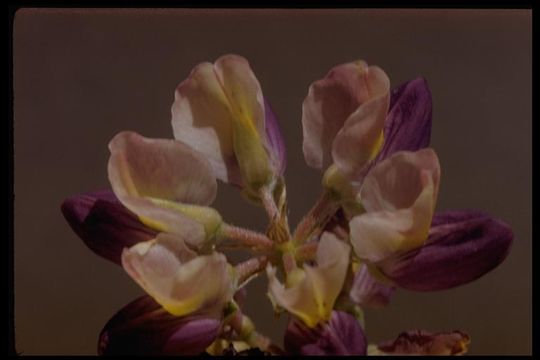 Imagem de Lupinus variicolor Steud.