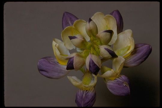 Plancia ëd Lupinus variicolor Steud.