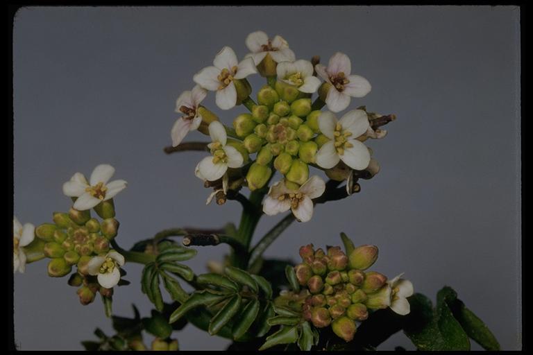 Image of Water-cress