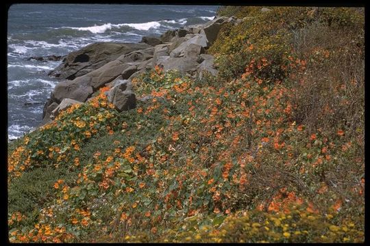 Image of Garden Nasturtium